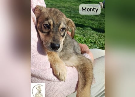 Monty – klein, wild, wunderbar!