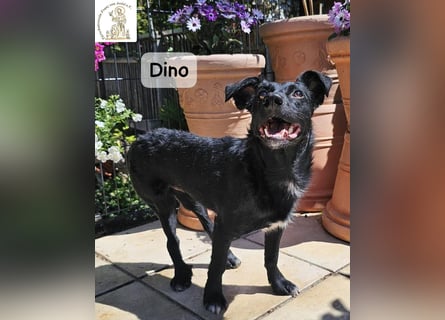 Dino – Wie wertvoll ein Leben ist!