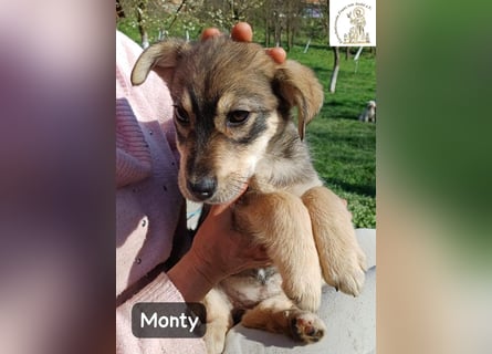 Monty – klein, wild, wunderbar!