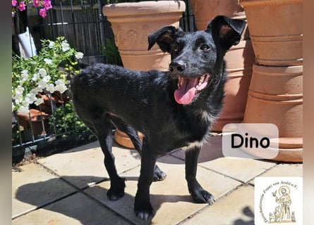 Dino – Wie wertvoll ein Leben ist!