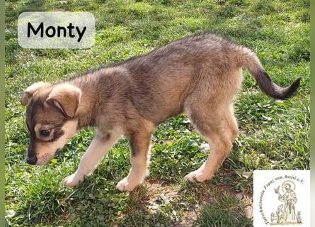 Monty – klein, wild, wunderbar!
