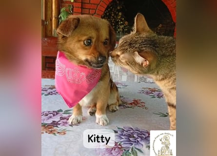 Kitty – bereit für einen Neuanfang!