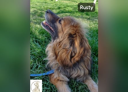 Rusty – Profi im Glücklichsein!