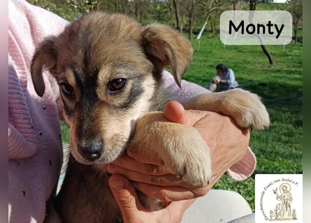 Monty – klein, wild, wunderbar!