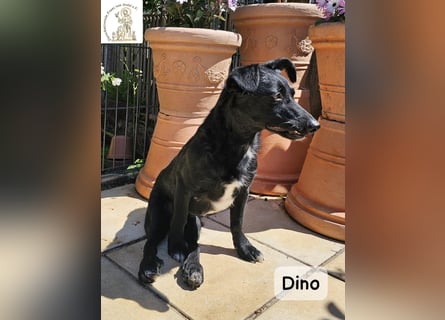 Dino – Wie wertvoll ein Leben ist!