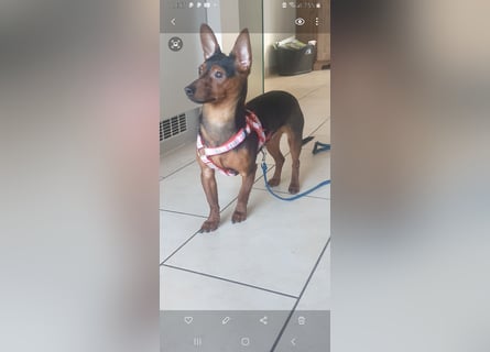 Zarter Dackel-Pinscher-Mix sucht einfühlsame Menschen mit Herz