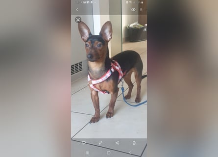 Zarter Dackel-Pinscher-Mix sucht einfühlsame Menschen mit Herz