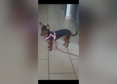 Zarter Dackel-Pinscher-Mix sucht einfühlsame Menschen mit Herz