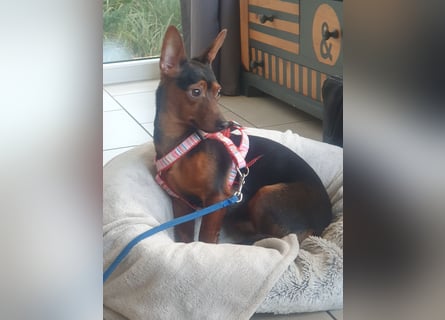 Zarter Dackel-Pinscher-Mix sucht einfühlsame Menschen mit Herz