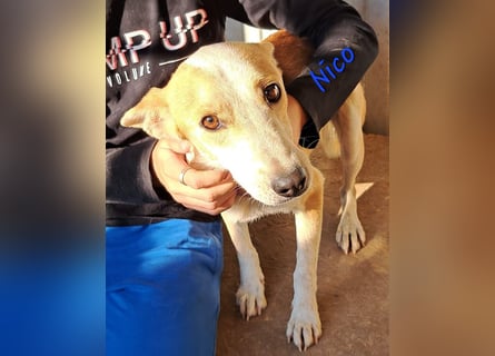 NICO - oder das langsame Sterben der Hoffnung...