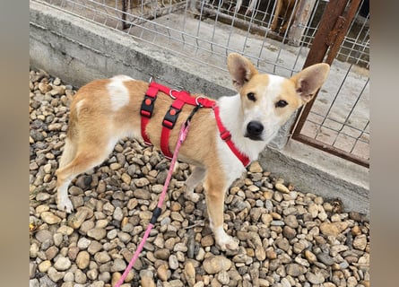 NICO - oder das langsame Sterben der Hoffnung...