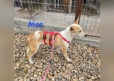 NICO - oder das langsame Sterben der Hoffnung...