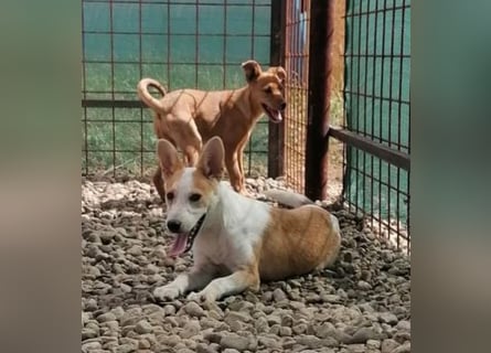 NICO - oder das langsame Sterben der Hoffnung...