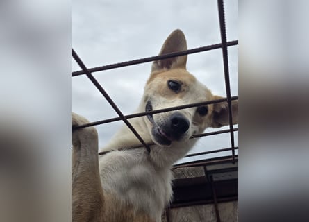NICO - oder das langsame Sterben der Hoffnung...