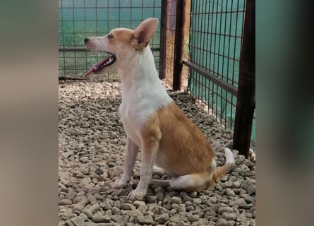 NICO - oder das langsame Sterben der Hoffnung...