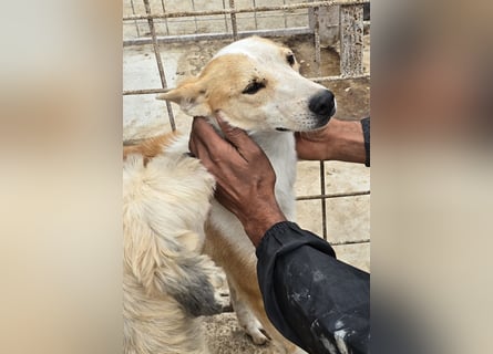 NICO - oder das langsame Sterben der Hoffnung...