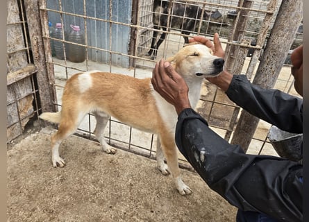 NICO - oder das langsame Sterben der Hoffnung...