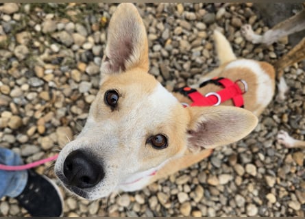 NICO - oder das langsame Sterben der Hoffnung...