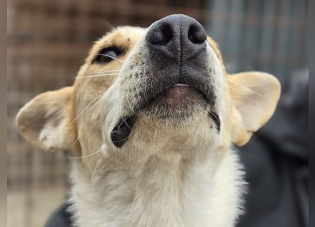 NICO - oder das langsame Sterben der Hoffnung...