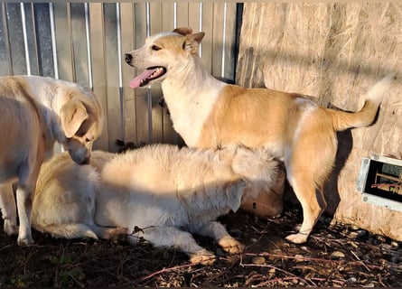NICO - oder das langsame Sterben der Hoffnung...