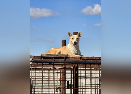 NICO - oder das langsame Sterben der Hoffnung...