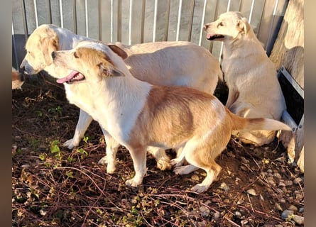 NICO - oder das langsame Sterben der Hoffnung...
