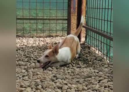 NICO - oder das langsame Sterben der Hoffnung...