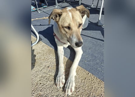 NICO - oder das langsame Sterben der Hoffnung...