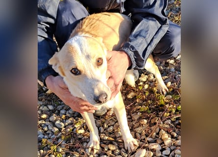 NICO - oder das langsame Sterben der Hoffnung...