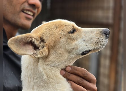 NICO - oder das langsame Sterben der Hoffnung...