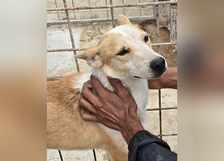NICO - oder das langsame Sterben der Hoffnung...