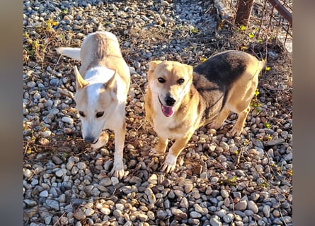 NICO - oder das langsame Sterben der Hoffnung...