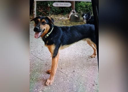Shollie "Max" (Kastanienfarbener Schäferhund-Border-Collie-Mix); männlich; 21 Monate alt
