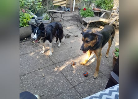 Shollie "Max" (Kastanienfarbener Schäferhund-Border-Collie-Mix); männlich; 21 Monate alt