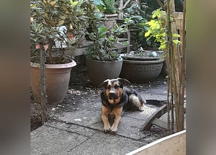 Shollie "Max" (Kastanienfarbener Schäferhund-Border-Collie-Mix); männlich; 21 Monate alt