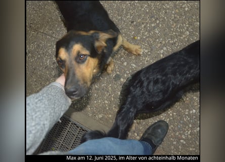 Shollie "Max" (Kastanienfarbener Schäferhund-Border-Collie-Mix); männlich; 21 Monate alt