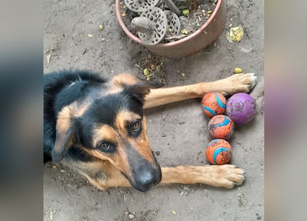 Shollie "Max" (Kastanienfarbener Schäferhund-Border-Collie-Mix); männlich; 21 Monate alt