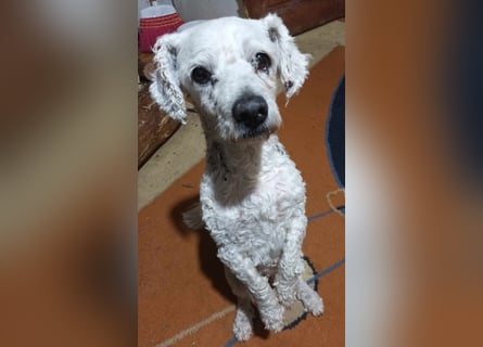 Tristan, kleiner älterer Hundemann sucht Bleibe für immer