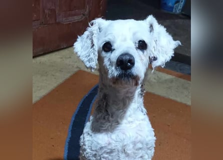 Tristan, kleiner älterer Hundemann sucht Bleibe für immer