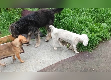 Tristan, kleiner älterer Hundemann sucht Bleibe für immer