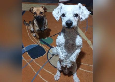 Tristan, kleiner älterer Hundemann sucht Bleibe für immer