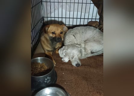 Tristan, kleiner älterer Hundemann sucht Bleibe für immer