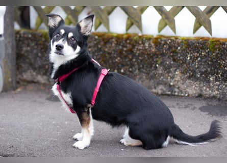 Jessymaus - putziger kleiner Spatz - Tierhilfe Franken e.V.