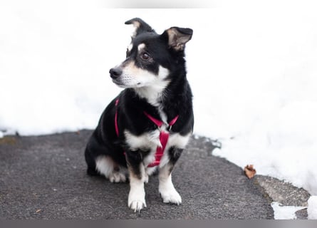 Jessymaus - putziger kleiner Spatz - Tierhilfe Franken e.V.