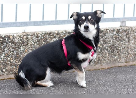 Jessymaus - putziger kleiner Spatz - Tierhilfe Franken e.V.