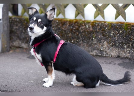 Jessymaus - putziger kleiner Spatz - Tierhilfe Franken e.V.