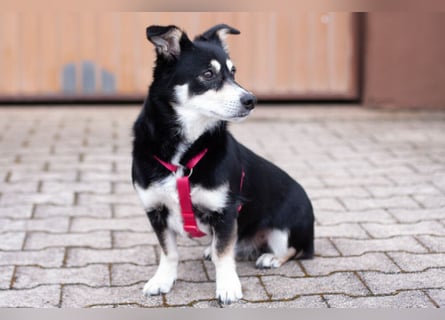 Jessymaus - putziger kleiner Spatz - Tierhilfe Franken e.V.