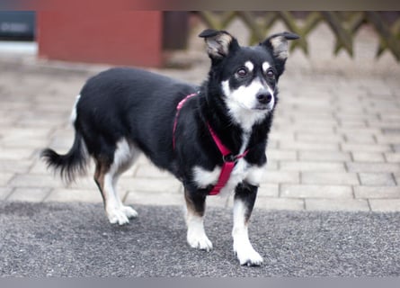 Jessymaus - putziger kleiner Spatz - Tierhilfe Franken e.V.