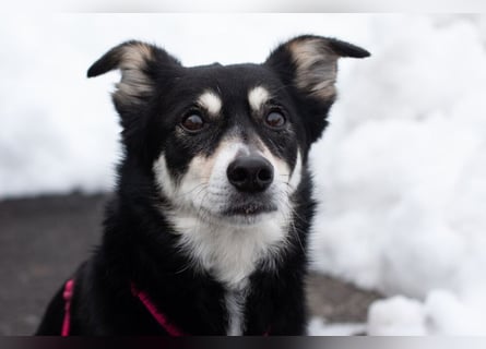 Jessymaus - putziger kleiner Spatz - Tierhilfe Franken e.V.