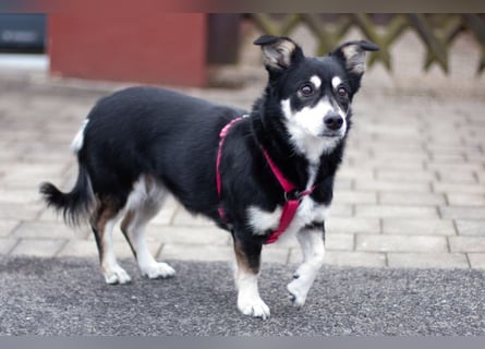 Jessymaus - putziger kleiner Spatz - Tierhilfe Franken e.V.